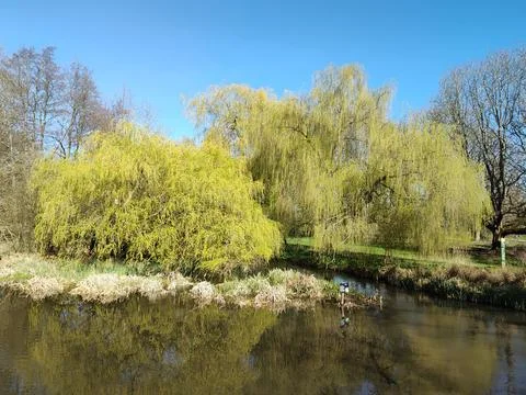 Bright springtime riverside scene dominated by lush weeping willow trees Foto stock