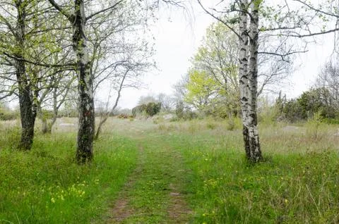 Bright springtime view with birches by a footpath Stock Photos