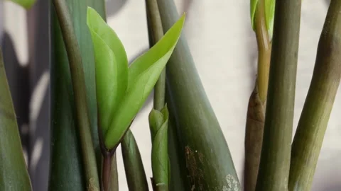 Bright sprout pushing through damp soil under sunlight, illustrating the natural 스톡 동영상 314664972