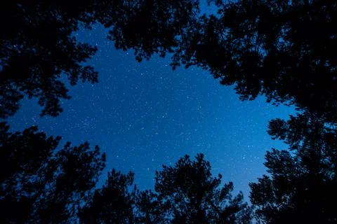 The bright starry sky in the night forest Stock Photos