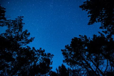 The bright starry sky in the night forest Stock Photos
