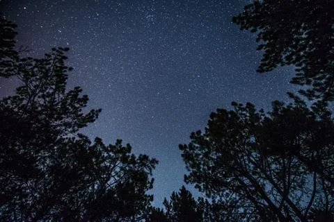 The bright starry sky in the night forest Stock Photos