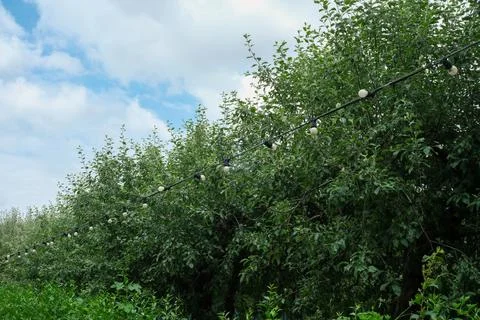 Bright string lights illuminate a lush orchard under a cloudy sky Stock Photos