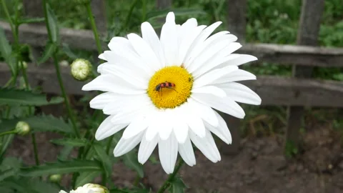 Bright striped Bee beetle on a flower camomile. Close-up. Trichodes apiarius Stock Footage 159143890