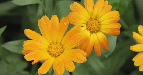 Bright summer background with growing calendula flower, marigold Stock Footage 120710288