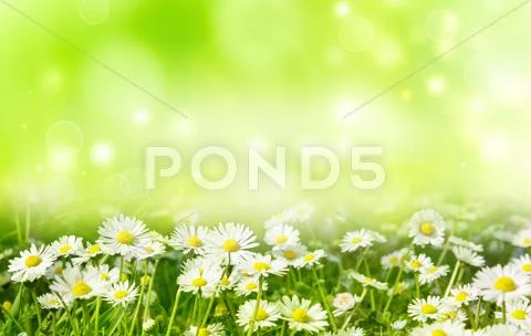 Bright summer background Stock Photos