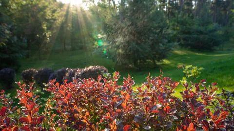 Bright summer background. Raindrops fall on the red leaves of barberry. Stock Photos