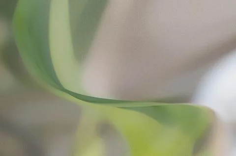 Bright summer bokeh background with blurred light patterns with smooth curv.. 스톡 일러스트