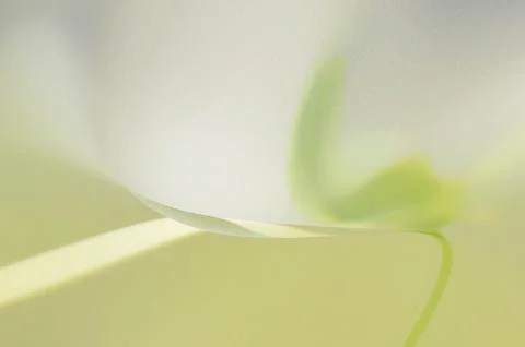 Bright summer bokeh background with blurred light patterns with smooth curv.. Illustrazione stock