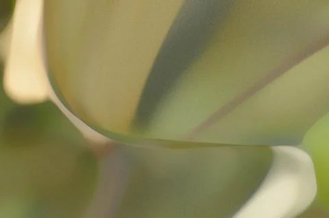Bright summer bokeh background with blurred light patterns with smooth curv.. 스톡 일러스트