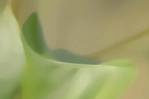 Bright summer bokeh background with blurred light patterns with smooth curv.. Stock Illustration