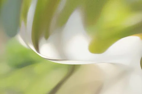 Bright summer bokeh background with blurred light patterns with smooth curv.. Illustrazione stock