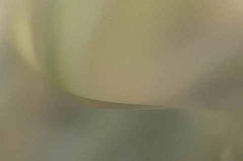 Bright summer bokeh background with blurred light patterns with smooth curv.. 스톡 일러스트