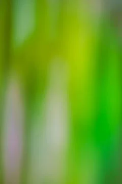 Bright summer defocused bokeh effect garden with sunlight. Green bokeh under  Fotos Stock