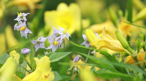 Bright Summer Flowers Stock Footage 25194577