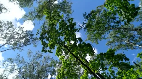Bright Summer Forest Stock Footage 148092804