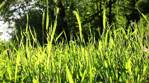 Bright summer herbs Stock Footage 68102880