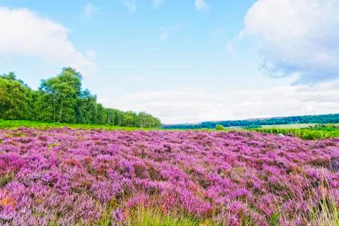 Bright summer meadow Foto stock