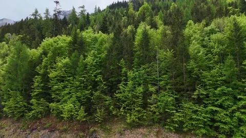 Bright Summer Pine Forest Wall with Vibrant Green Leaves Vídeos de archivo 342477597