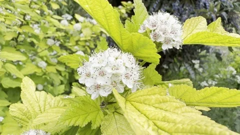 Bright summer shrub with white blooming flowers Vídeos de archivo 334759985
