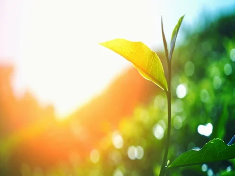 Bright summer sun shines on tea leaf branch on indian plantation organic field Stock Footage 73553978