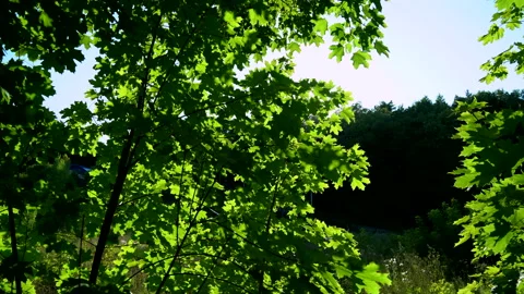 The bright Summer Sun Shines through the crown of the trees Stock Footage 158444203