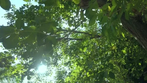 Bright Summer Sun Shining Over a Natural Landscape in Warm Daylight Video stock 341877406