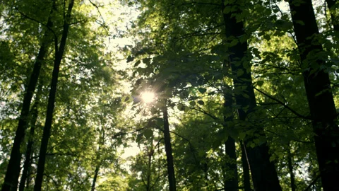 Bright summer sun shining through green tree leaves in forest. concept of sunny Stock Footage 197008904