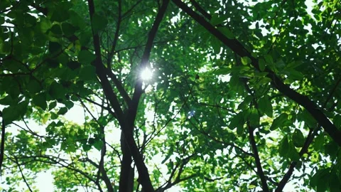 Bright summer sunlight filtering through lush green tree leaves in a forest Stock Footage 342220162