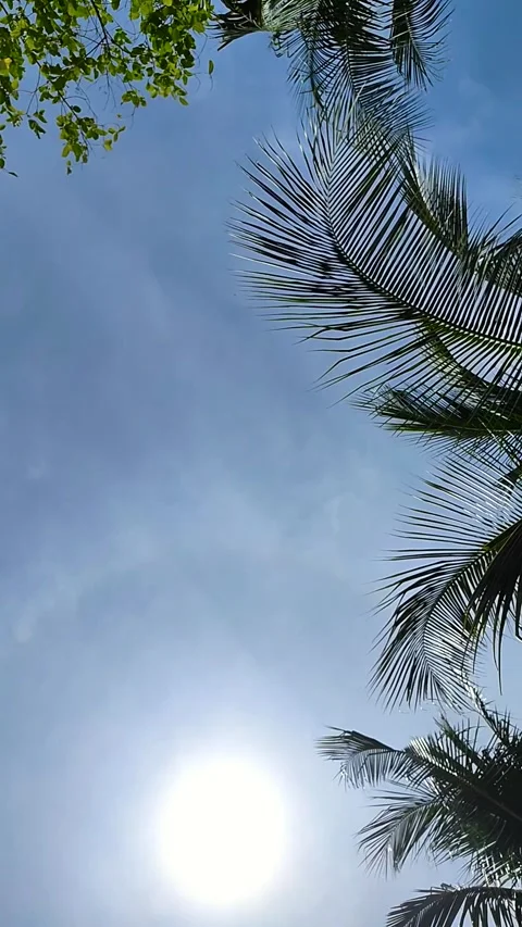 Bright sun and blue sky. Stock Footage 282339376
