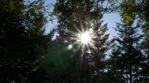Bright sun and rays among the branches of trees Vídeos de archivo 129184967