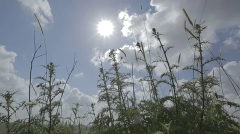 Bright sun and white clouds Stock Footage 43863451