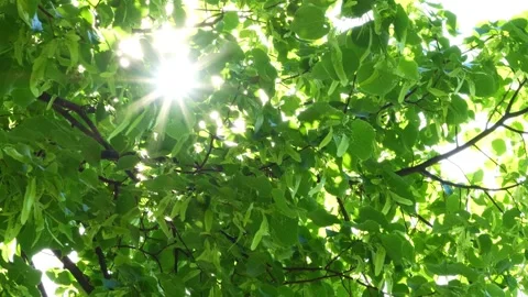 Bright sun beams in lime tree Stock Footage 276319170