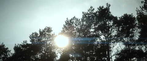 Bright sun behind trees on clear day anamorphic Stock Footage 242800051