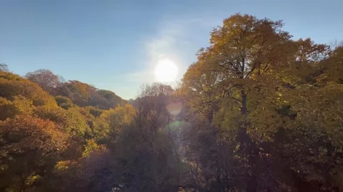 Bright sun in a blue sky peeks above yellowing leaves of the forest Video stock 171887604