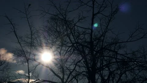 Bright sun on the blue sky. Sun rays shine through naked trees Stock Footage 166207502