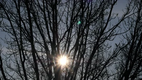 Bright sun on the blue sky. Sun rays shine through bare trees Stock Footage 166549403