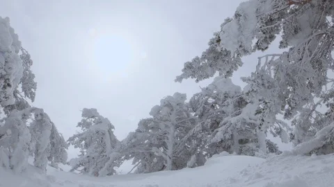 Bright sun on cloudy day among frozen trees on the mountain Video stock 86493456