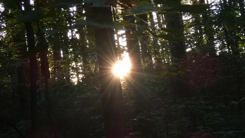 Bright sun flare bursting through forest tree trunks, tilting 库存影片 339880250