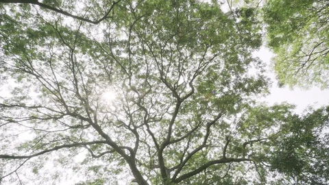 Bright Sun Flare Light, Big and Tall Tree Stock Footage 128680058