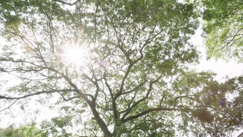 Bright Sun Flare Light, Big and Tall Tree Stock Footage 128680111