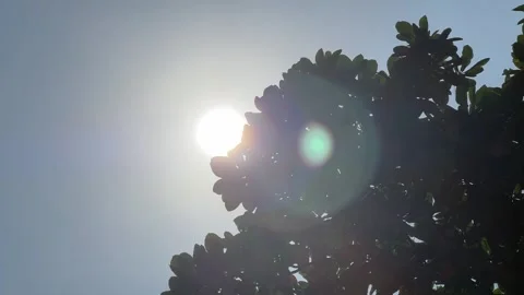 Bright Sun Flare Shining Through Green Tree Leaves Against Blue Sky Stock Footage 347203144