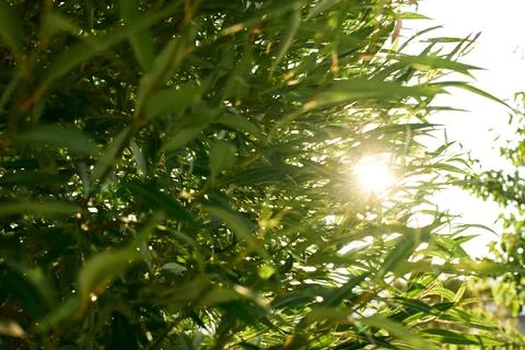 Bright Sun Flare Shining Through Dense Green Tree Foliage Stock Photos