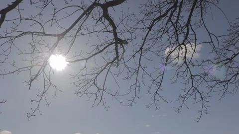 Bright Sun Flare Through Bare Tree Branches in Frognerseteren Oslo Norway Stock Footage 340828873