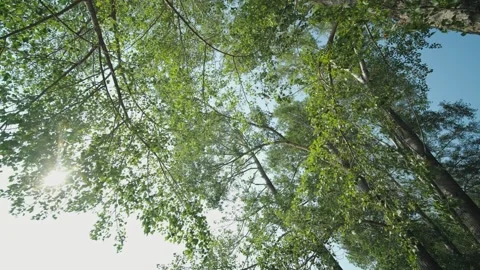 Bright sun flares through a dense canopy of green summer trees Stock Footage 339630009
