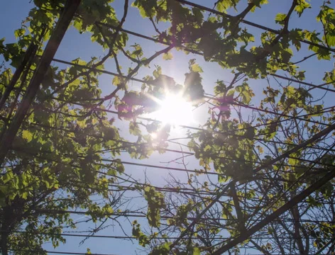 Bright sun Video stock 39581707