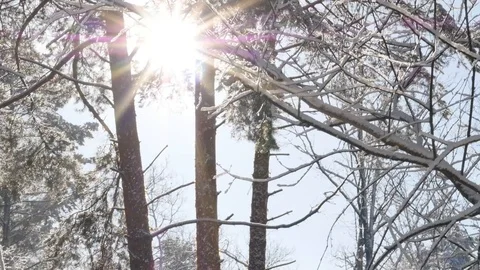 Bright sun in the forest Stock Footage