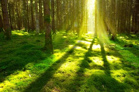 Bright sun in the forest  . Stock Photos