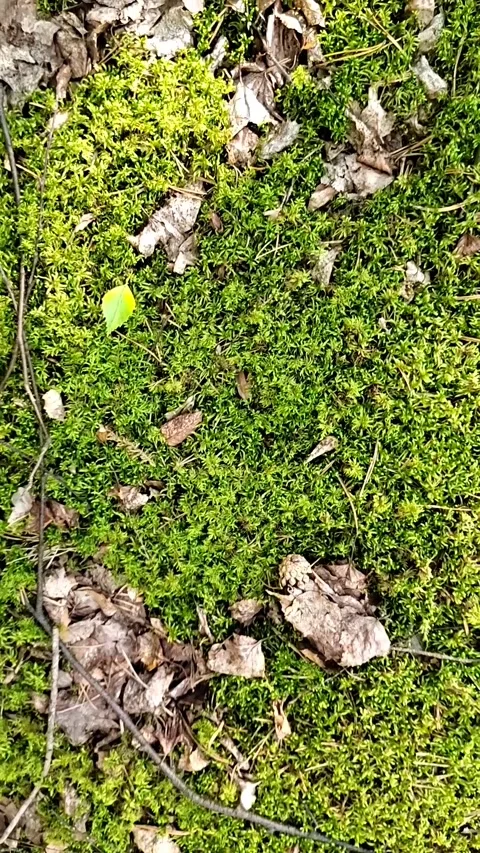 Bright sun glare over green moss and And gray autumn leaves in the forest 스톡 동영상 262532400