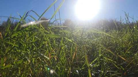 Bright Sun Glare Piercing Through Dense Dark Field Weeds Stock Footage 348311949